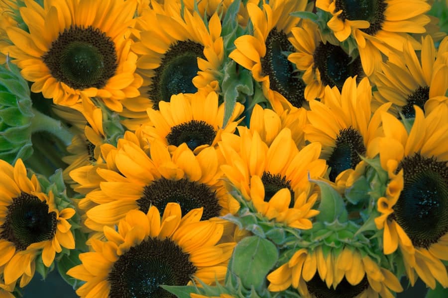 Dried Daisy Wrap
