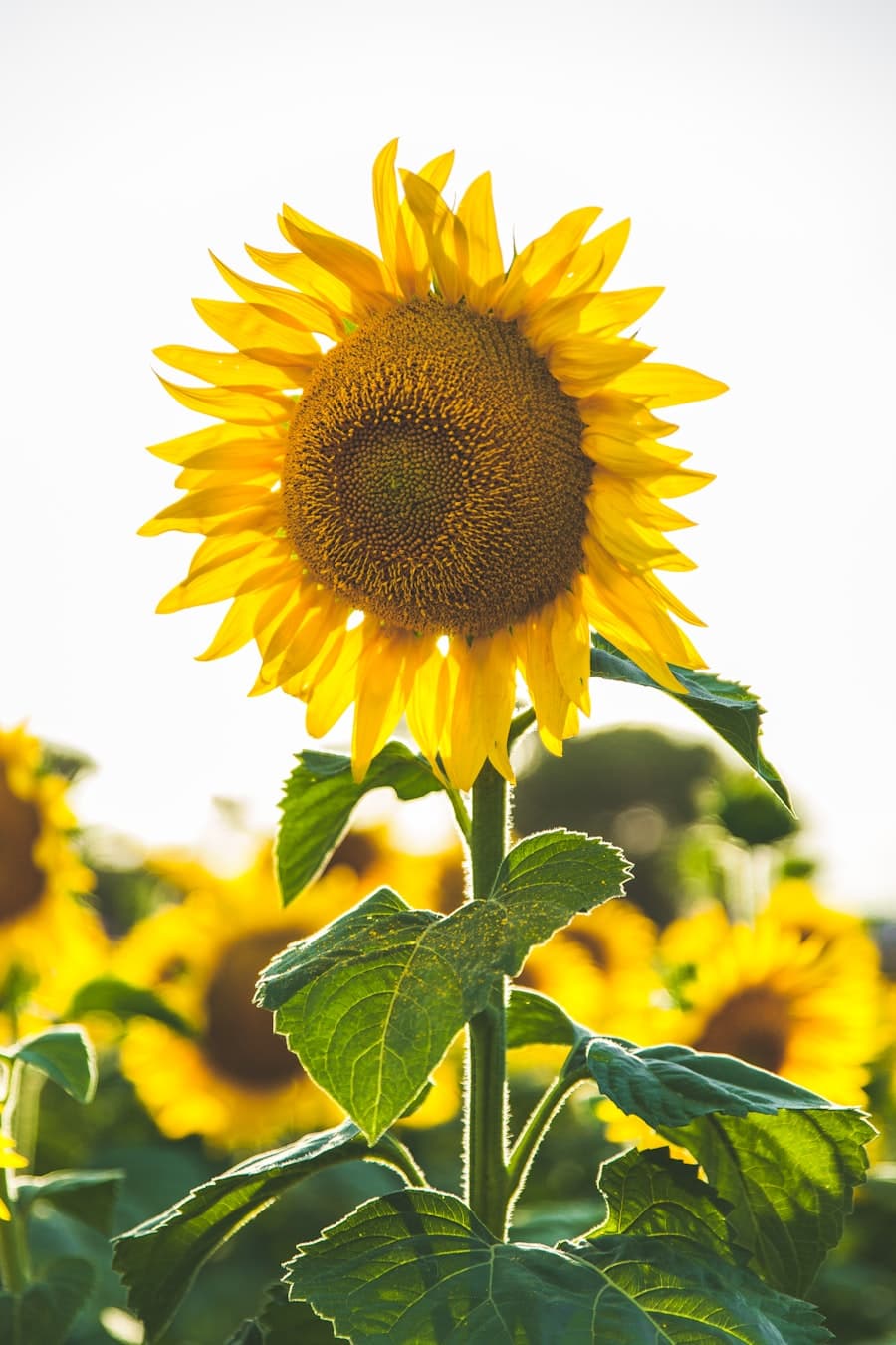 Sunflower Delight